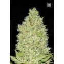 10 UND FEM - CHRONICAL * BULK SEED 10 UND FEM