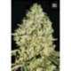 10 UND FEM - CRITICAL * BULK SEED 10 UND FEM