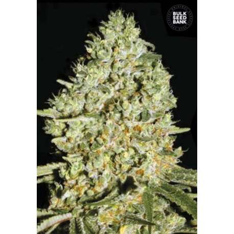 10 UND FEM - CRITICAL * BULK SEED 10 UND FEM