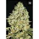 10 UND FEM - CRITICAL * BULK SEED 10 UND FEM