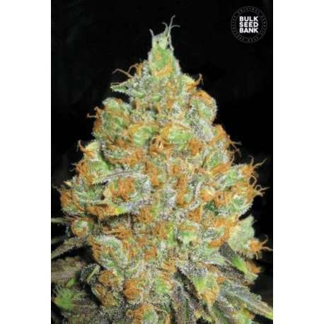 10 UND FEM - CRITICAL MASS * BULK SEED 10 UND FEM