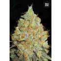 10 UND FEM - CRITICAL MASS * BULK SEED 10 UND FEM