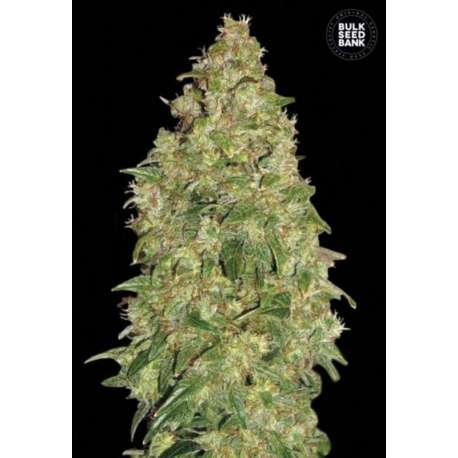 10 UND FEM - DUBAI POISON * BULK SEED 10 UND FEM