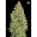 10 UND FEM - DUBAI POISON * BULK SEED 10 UND FEM