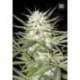 10 UND FEM - EARLY TOP SKUNK * BULK SEED 10 UND FEM