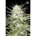 10 UND FEM - EARLY TOP SKUNK * BULK SEED 10 UND FEM