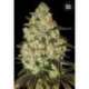 10 UND FEM - PSYCHEDELIC * BULK SEED 10 UND FEM