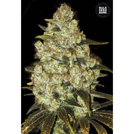 10 UND FEM - PSYCHEDELIC * BULK SEED 10 UND FEM