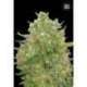 10 UND FEM - MASTER KUSH GRAND * BULK SEED 10 UND FEM