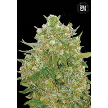 10 UND FEM - MASTER KUSH GRAND * BULK SEED 10 UND FEM