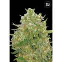 10 UND FEM - MASTER KUSH GRAND * BULK SEED 10 UND FEM