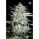 10 UND FEM - MAZAR EXTRA * BULK SEED 10 UND FEM