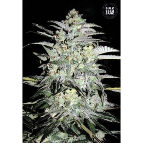 10 UND FEM - MAZAR EXTRA * BULK SEED 10 UND FEM