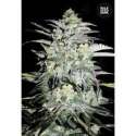 10 UND FEM - MAZAR EXTRA * BULK SEED 10 UND FEM