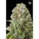 10 UND FEM - MOBY BIG * BULK SEED 10 UND FEM