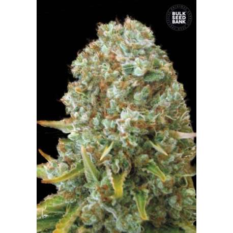 10 UND FEM - MOBY BIG * BULK SEED 10 UND FEM