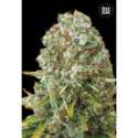 10 UND FEM - MOBY BIG * BULK SEED 10 UND FEM