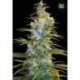 10 UND FEM - NORTHERN LIGHT * BULK SEED 10 UND FEM