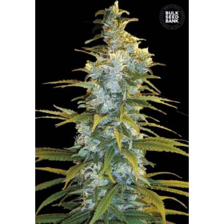 10 UND FEM - NORTHERN LIGHT * BULK SEED 10 UND FEM