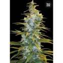 10 UND FEM - NORTHERN LIGHT * BULK SEED 10 UND FEM