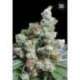 10 UND FEM - NBA DIESEL * BULK SEED 10 UND FEM
