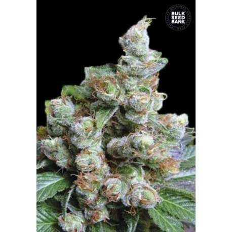 10 UND FEM - NBA DIESEL * BULK SEED 10 UND FEM