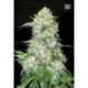 10 UND FEM - OG KUSH * BULK SEED 10 UND FEM