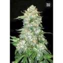 10 UND FEM - OG KUSH * BULK SEED 10 UND FEM