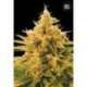 10 UND FEM - ANANAS FUNK * BULK SEED 10 UND FEM