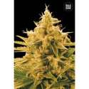 10 UND FEM - ANANAS FUNK * BULK SEED 10 UND FEM