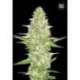 10 UND FEM - PERFECT POWER PLANT * BULK SEED 10 UND FEM