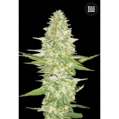 10 UND FEM - PERFECT POWER PLANT * BULK SEED 10 UND FEM