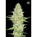 10 UND FEM - PERFECT POWER PLANT * BULK SEED 10 UND FEM