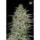 10 UND FEM - SENSIBLE STAR * BULK SEED 10 UND FEM