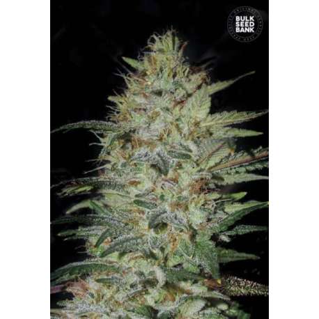 10 UND FEM - SENSIBLE STAR * BULK SEED 10 UND FEM