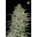 10 UND FEM - SENSIBLE STAR * BULK SEED 10 UND FEM