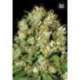 10 UND FEM - SOUR DIESEL * BULK SEED 10 UND FEM