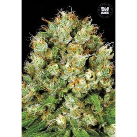 10 UND FEM - SOUR DIESEL * BULK SEED 10 UND FEM