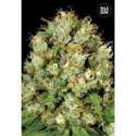 10 UND FEM - SOUR DIESEL * BULK SEED 10 UND FEM