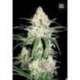 10 UND FEM - SPECIAL LIME HAZE * BULK SEED 10 UND FEM