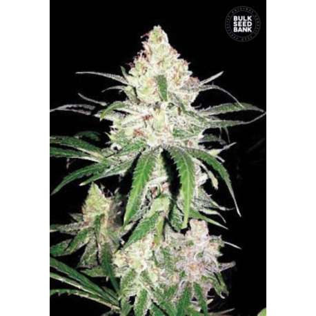 10 UND FEM - SPECIAL LIME HAZE * BULK SEED 10 UND FEM