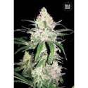 10 UND FEM - SPECIAL LIME HAZE * BULK SEED 10 UND FEM