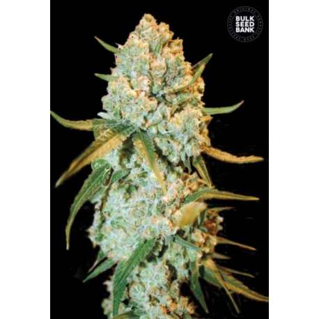 10 UND FEM - SPECIAL CRYSTAL HAZE * BULK SEED 10 UND FEM