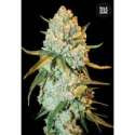 10 UND FEM - SPECIAL CRYSTAL HAZE * BULK SEED 10 UND FEM