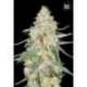 10 UND FEM - SPECIAL SKUNK * BULK SEED 10 UND FEM
