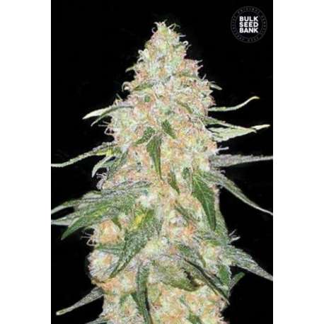 10 UND FEM - SPECIAL SKUNK * BULK SEED 10 UND FEM