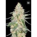 10 UND FEM - SPECIAL SKUNK * BULK SEED 10 UND FEM
