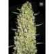 10 UND FEM - THE UNLIMITED * BULK SEED 10 UND FEM