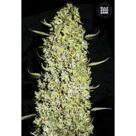 10 UND FEM - THE UNLIMITED * BULK SEED 10 UND FEM