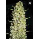 10 UND FEM - THE UNLIMITED * BULK SEED 10 UND FEM